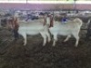 2 X BOER GOAT DOE KV LIVESTOCK (Per animal to take the lot)