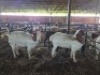 2 X BOER GOAT DOE KV LIVESTOCK (Per animal to take the lot)