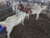 2 X BOER GOAT DOE KV LIVESTOCK (Per animal to take the lot)