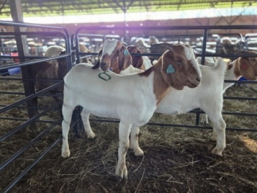 2 X BOER GOAT DOE KV LIVESTOCK (Per animal to take the lot)