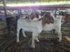 2 X BOER GOAT DOE KV LIVESTOCK (Per animal to take the lot)