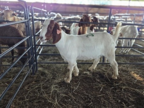 1 X BOER GOAT DOE KV LIVESTOCK