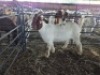 1 X BOER GOAT DOE KV LIVESTOCK