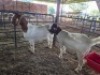 2 X BOER GOAT DOE KV LIVESTOCK (Per animal to take the lot)