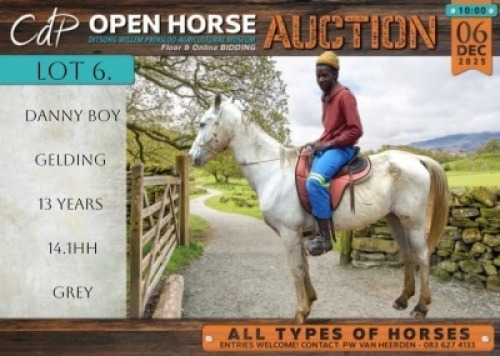 1 X HORSE DANNY BOY GELDING / REUN MM MYBURGH