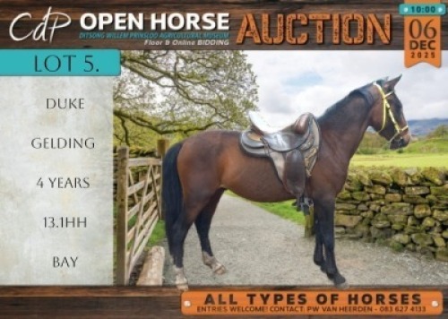 1 X HORSE DUKE GELDING / REUN MM MYBURGH