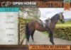 1 X HORSE DUKE GELDING / REUN MM MYBURGH