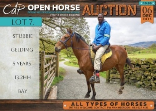1 X HORSE STUBBIE GELDING / REUN MM MYBURGH