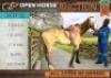1 X HORSE HUNTER GELDING / REUN MM MYBURGH