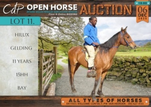 1 X HORSE HILUX ARABIER GELDING / REUN MM MYBURGH