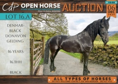 1 X HORSE DONOVAN REGISTERED FRIESIAN GELDING / REUN CHRISTELLE CARSTENS