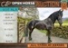 1 X HORSE DONOVAN REGISTERED FRIESIAN GELDING / REUN CHRISTELLE CARSTENS