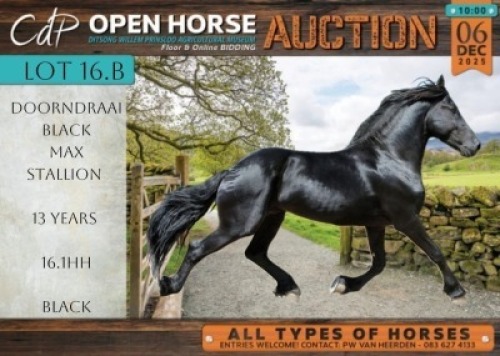 1 X HORSE DOORNDRAAI BLACK MAX REGISTERED FRIESIAN STALLION / HINGS CHRISTELLE CARSTENS