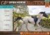 1 X HORSE MARIE ARIB X PAINT MARE / MERRIE FRANCOIS VAN LOGGENBERG