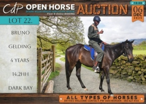 1 X HORSE BRUNO BOERPERD GELDING / REUN CDP AUCTIONEERS