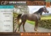 1 X HORSE SANNIESGUNS MOHANA ARAB (75%) MARE / MERRIE JACKIE BOTHA