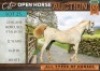 1 X HORSE CHIRUNE HERCULES ARAB STALLION / HINGS CHRISTO VAN RENSBURG
