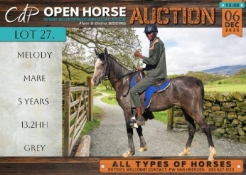 1 X HORSE MELODY ARABIER CROSS MARE / MERRIE CDP AUCTIONEERS