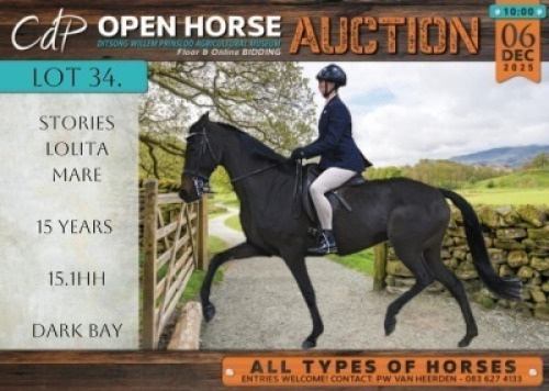 1 X HORSE STYGRIEM LOLITA SA BOERPERD MARE / MERRIE BERTHA
