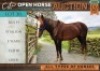 1 X HORSE RUSTY BOERPERD STALLION / HINGS RONEL VAN DER ZEE