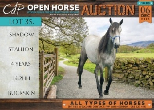 1 X HORSE SHADOW BOERPERD STALLION / HINGS RONEL VAN DER ZEE