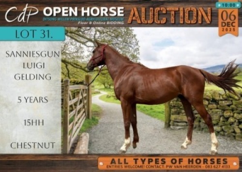 1 X HORSE SANNIESGUNS LUIGI ARIB GELDING / REUN JACKIE BOTHA