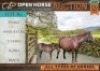 1+1 X HORSE POLKA MINI PONY MARE / MERRIE VILJOEN LIVESTOCK TRADERS