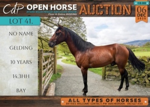 1 X HORSE BOERPERD X QUARTER HORSE GELDING / REUN GUSTAV COMBRINK