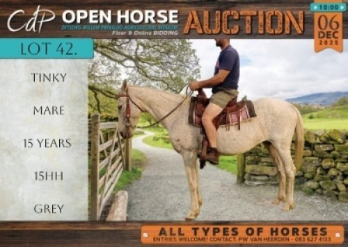 1 X HORSE TINKY MARE / MERRIE VILJOEN LIVESTOCK TRADERS