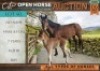 1+1 X HORSE MARE / MERRIE FRANCOIS VAN LOGGENBERG