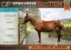 1 X HORSE WALLIESE PONIE X BOERPERD MARE / MERRIE GUSTAV COMBRINK