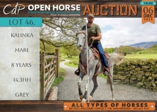 1 X HORSE KALINKA ARAB MARE / MERRIE VILJOEN LIVESTOCK TRADERS