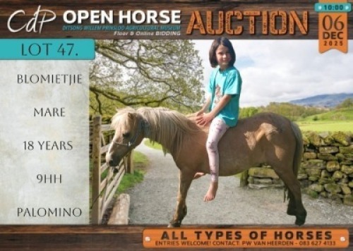 1 X HORSE BLOMIETJIE PONIE MARE / MERRIE MM MYBURGH