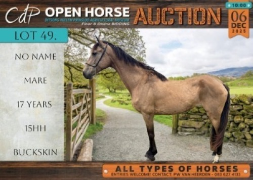 1 X HORSE - BOERPERD X WARMBLOOD MARE / MERRIE GUSTAV COMBRINK
