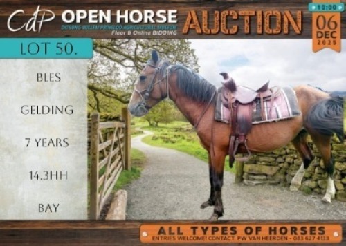 1 X HORSE BLES BOERPERD X GELDING / REUN VILJOEN LIVESTOCK TRADERS