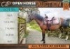 1 X HORSE BLES BOERPERD X GELDING / REUN VILJOEN LIVESTOCK TRADERS