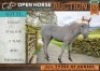 1 X HORSE GOLIAT PONIE STALLION / HINGS MM MYBURGH