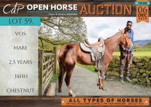 1 X HORSE VOS MARE / MERRIE MM MYBURGH