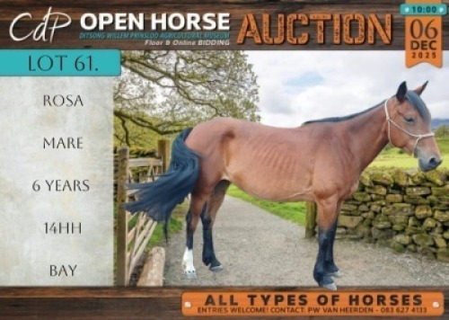 1 X HORSE ROSA BOERPERD MARE / MERRIE GIDEON PRETORIUS