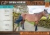 1 X HORSE ROSA BOERPERD MARE / MERRIE GIDEON PRETORIUS