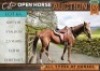 1 X HORSE KAPTEIN BOERPERD X STALLION / HINGS MM MYBURGH
