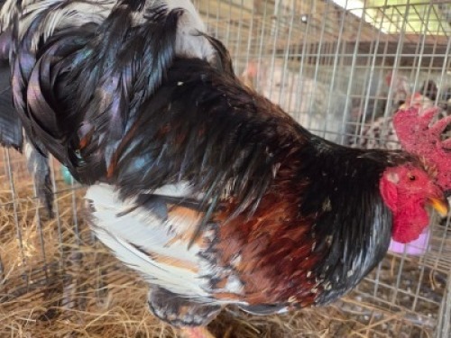 1 X BOSVELDERS ROOSTER TIEGERPOORT