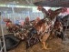 5 X MANLIM BOSVELDERS ROOSTER TIEGERPOORT (Per animal to take the lot)