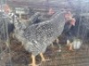 6 X KOEKOEK ROOSTER ADEO CLOETE (Per animal to take the lot)
