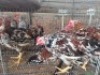 5 X MANLIM BOSVELDERS ROOSTER TIEGERPOORT (Per animal to take the lot)