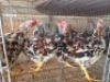 5 X BOSVELDERS ROOSTER TIEGERPOORT (Per animal to take the lot)