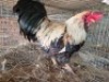 1 X HERERO CHICKEN ROOSTER TIEGERPOORT