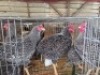 6 X KOEKOEK ROOSTER ADEO CLOETE (Per animal to take the lot)