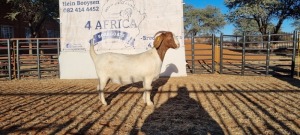 1 X BOERBOK OOI/EWE BOOYSEN BDY - STOET