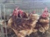 5 X HIGH LINERS HEN ADEO CLOETE (Per animal to take the lot)